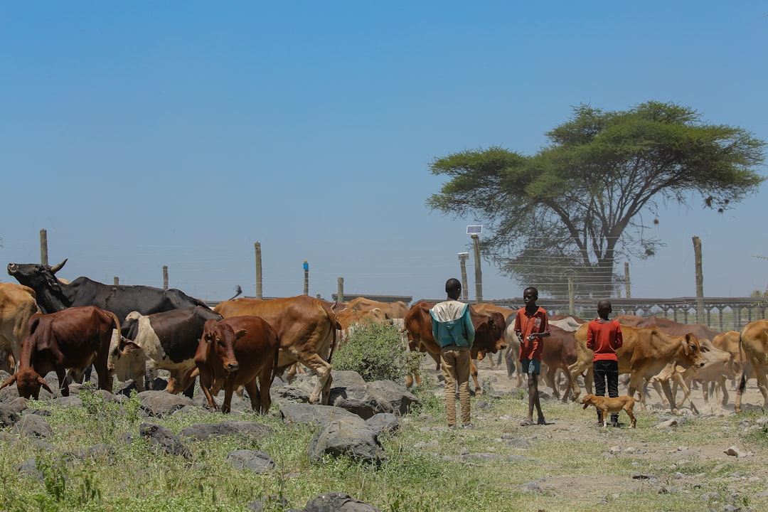 Kenyan Startups Attract $524bn Funding Amid Uneven Capital Distribution