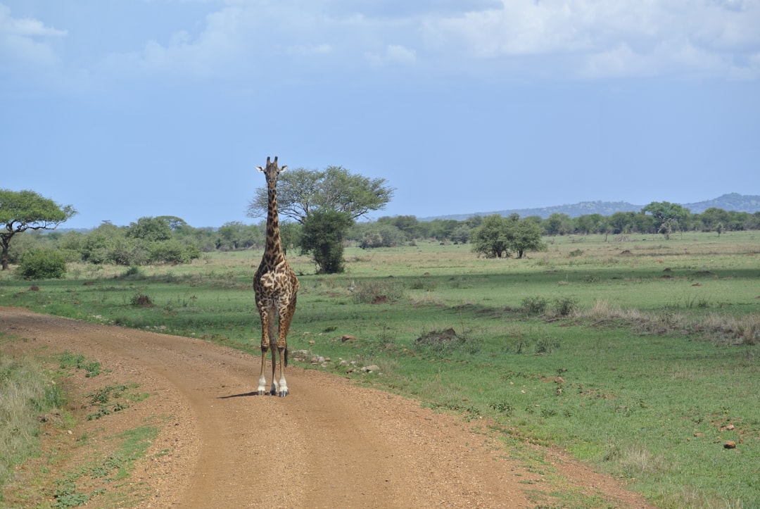 Kenyan Tech Startups Fueled Africa’s Record Debt Financing Surge, Business Daily Reported